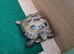 Horsfield tortoise