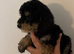 Cockapoo puppies