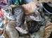 Snow lynx bengal kittens