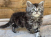 Maine Doll kittens Maine Coon x Ragdoll
