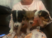 Jack Russell pups