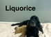 Adorable litter of cockapoo girls