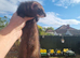 Black self jill sisters(6months old)