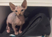 Adorable Canadian Sphynx Kitten