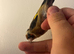 P Throat Goldfinch Hen 2025