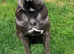 Cane Corso Stud import with KC &pound;500