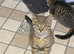 5 beautiful 12 week old kittens