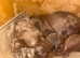 Gorgeous Isabella Dachshund Boys