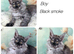 TICA registered Maine coon kittens