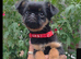 Griffon Bruxellois KC registered