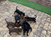KC reg Male Doberman