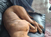 Staff pup