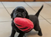 Rare mixed breed kc reg red fox lab and pekingese, puppies have been wormed to date.