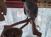 Female african grey