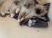 Ragdoll kitten