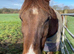 Wanted grazing/livery near Bude, Cornwall
