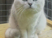 STUNNING WHITE BLACK TIPPED BRITISH SHORTHAIR IN MANCHESTER