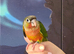Hand reared tame yellowsided gcc (12)