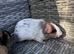 Young boars now &pound;15 the pair
