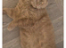 Cinnamon male Tica registered