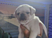 Pug puppy boy left