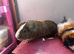 Two bonded boars