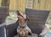 Dachshund Looking for His Forever Home