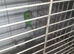Swift parakeet