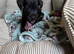 Patterdale Lakeland x Lakeland patterdale Terriers