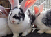 Adorable giant cross kits looking for loving homes