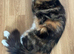 4 kittens available boys & girls