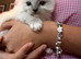 Adorable Ragdoll kittens