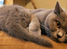 Athena, Absolutely Stunning British Shorthair GCCF and TICA registered.