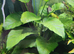 Aquarium plants