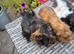 Beautiful Young Adult Sows