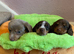 2 long coat miniature dachshund puppies left.