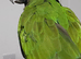 Silly Tame Handreared Female Baby Military Macaw
