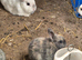 Netherland Dwarf Babies