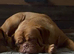 Dogue de Bordeaux girl looking for loving home