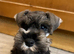 Schnauzer mini puppy s 2.
