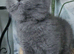 Blue female