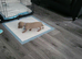 Slinkey