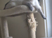 British-shorthair cross ragdoll kitten