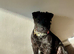 Won&rsquo;t find a finer Patterdale I&rsquo;m heading off travelling else she wouldn&rsquo;t be going no where