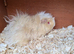 Boar guinea pigs