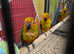 Stunning hand reared steady tame sun conures available need some training