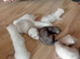 16 Baby ferrets