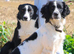 Beautiful striking Traditional English Springer Spaniel Puppies