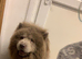 Beautiful lilac chow chow