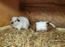 Young bonded boys
